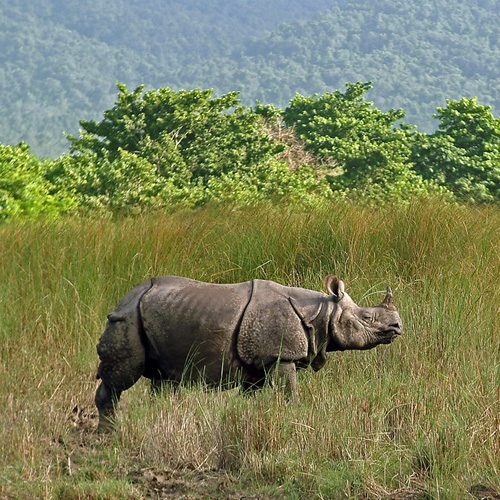 Jungle Safari in Nepal