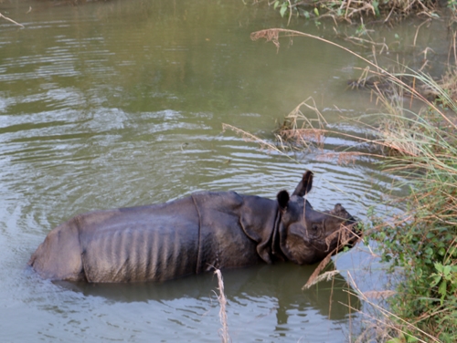 Chitwan National Park: An exciting nature tour